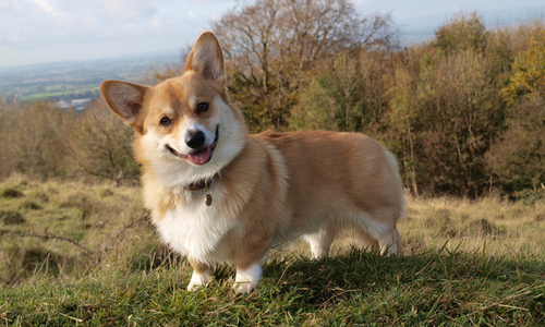 puppy